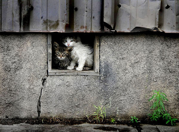 Минстрой решил запретить замуровывание кошек в подвалах домов
