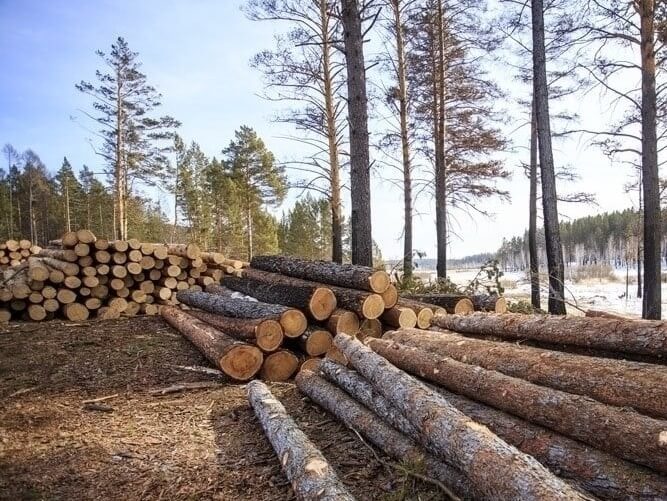 Кабмин одобрил рубку деревьев у Байкала для восстановления лесов
