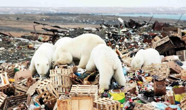 На севере Красноярского края запустят первую установку по обеззараживанию отходов